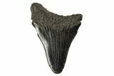 Juvenile Megalodon Tooth - South Carolina #312112-1
